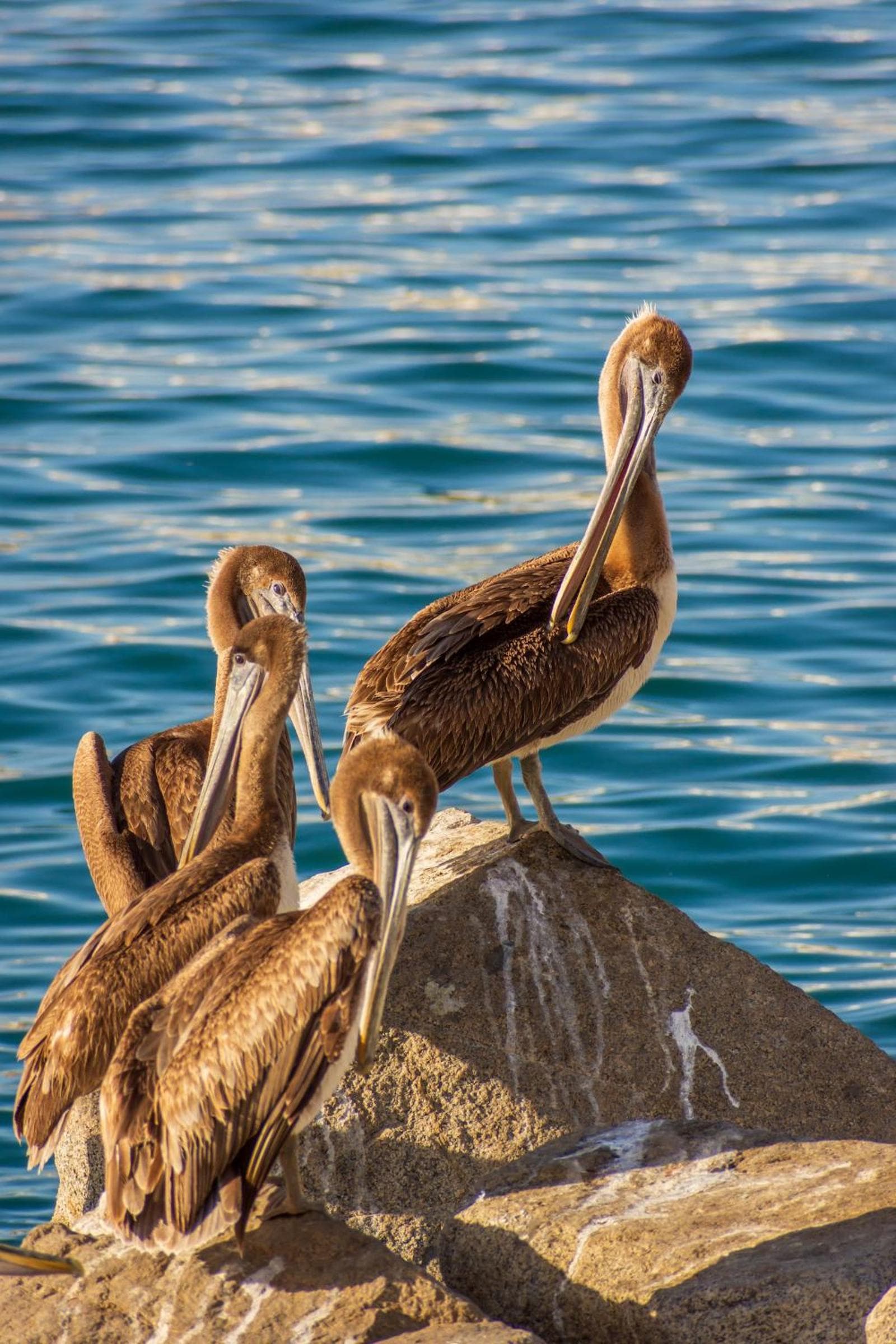 Morro Bay Beach Inn - Morro Bay gallery photo in Morro Bay, CA — image 23