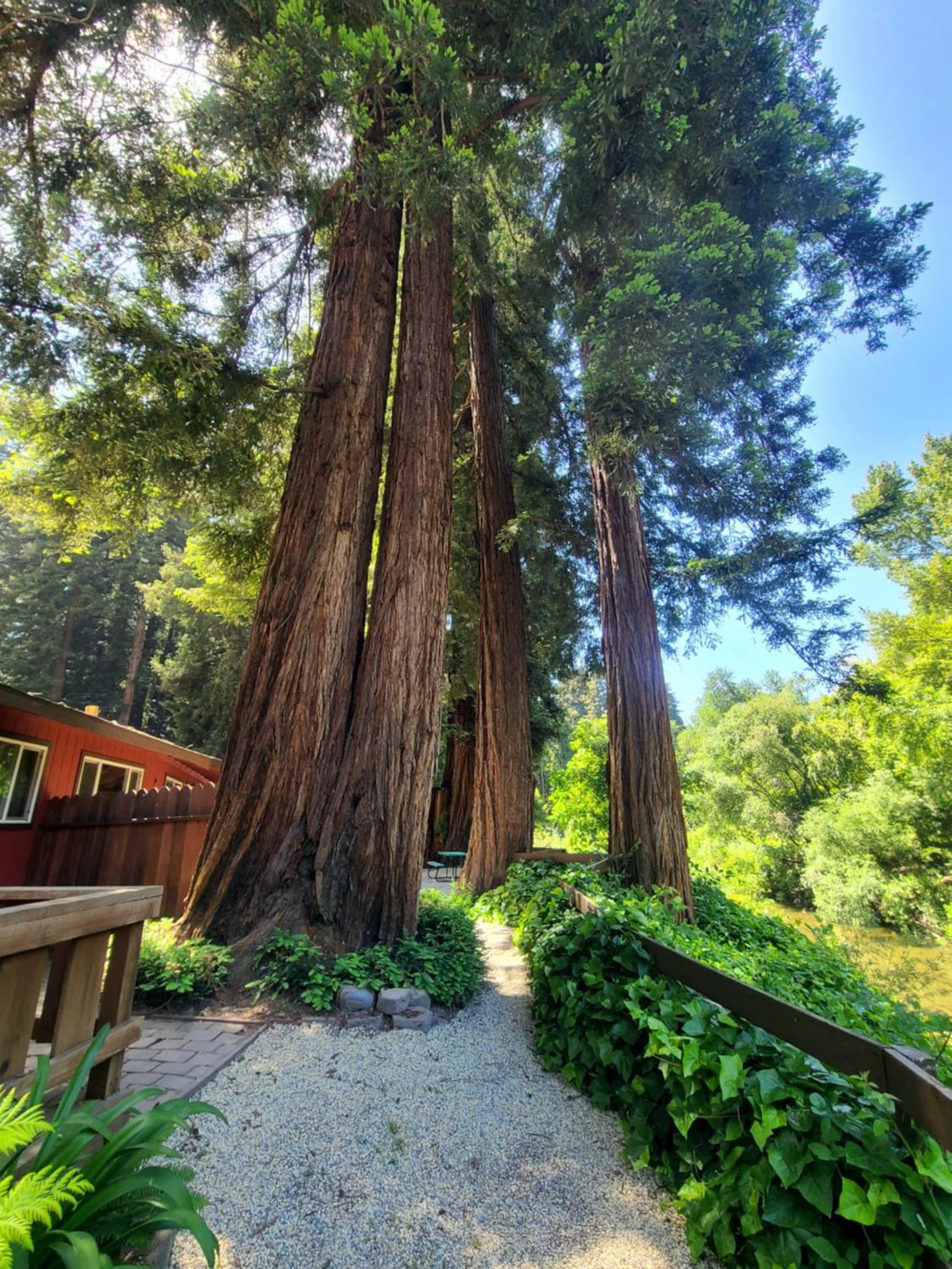 Fern River Resort gallery photo in Felton, CA — image 10