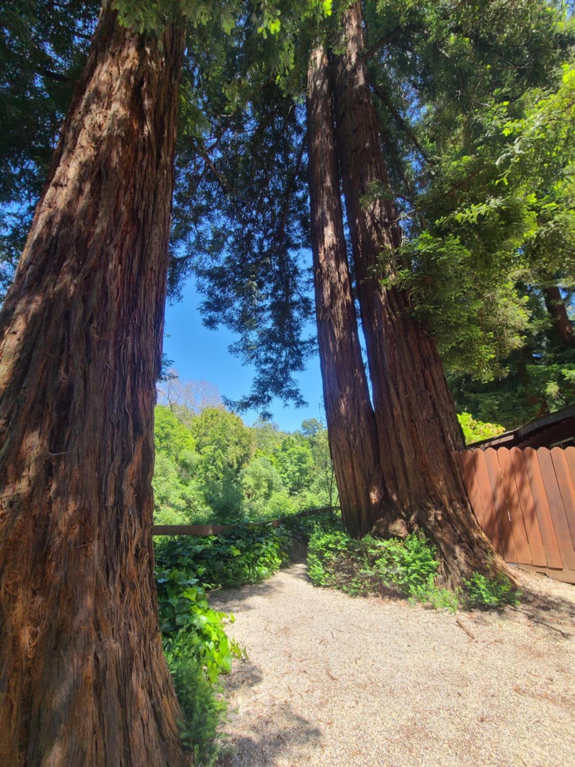 Fern River Resort gallery photo in Felton, CA — image 200