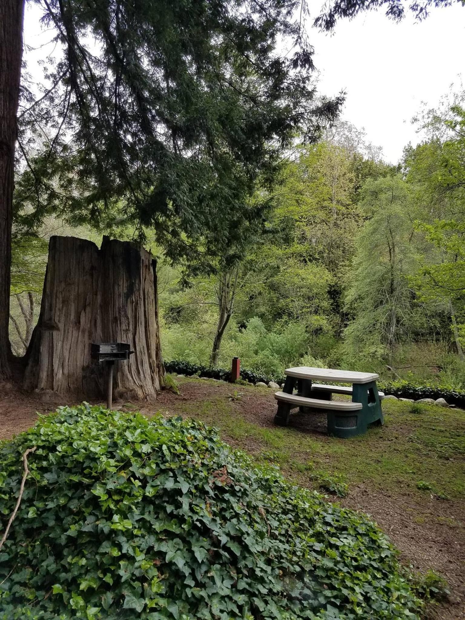 Fern River Resort gallery photo in Felton, CA — image 137