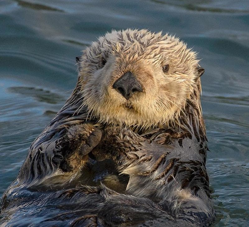 HarborWalk Inn gallery photo in Morro Bay, CA — image 16
