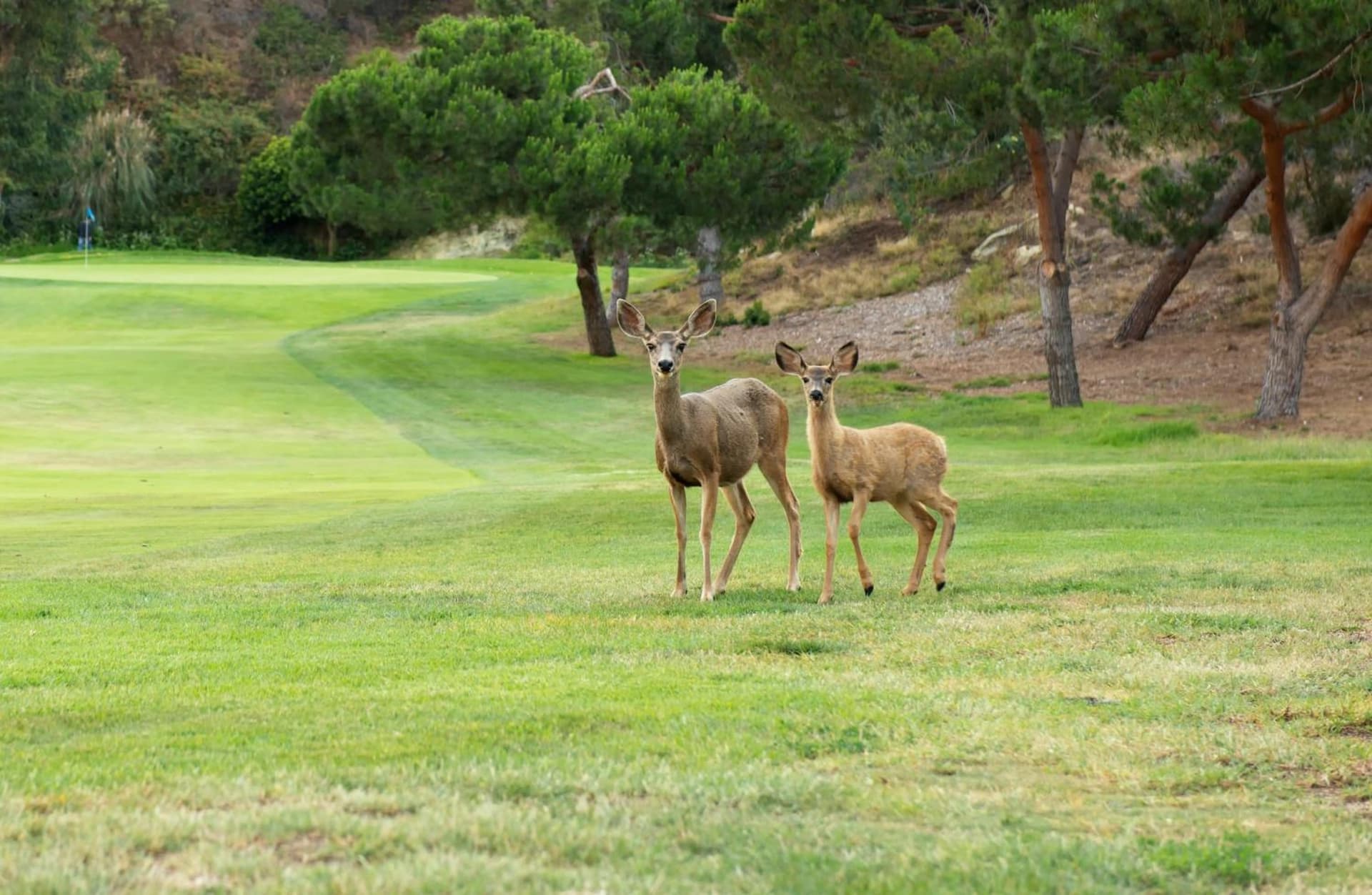 The Ranch at Laguna Beach gallery photo in Laguna Beach, CA — image 13