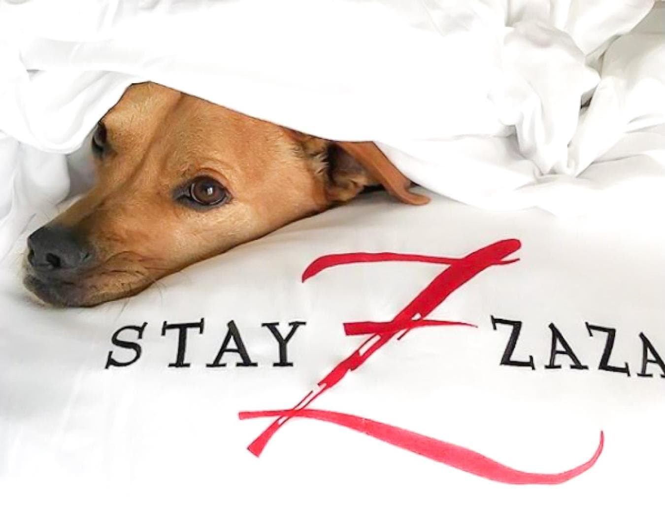 Hotel ZaZa Austin gallery photo in Austin, TX — image 10