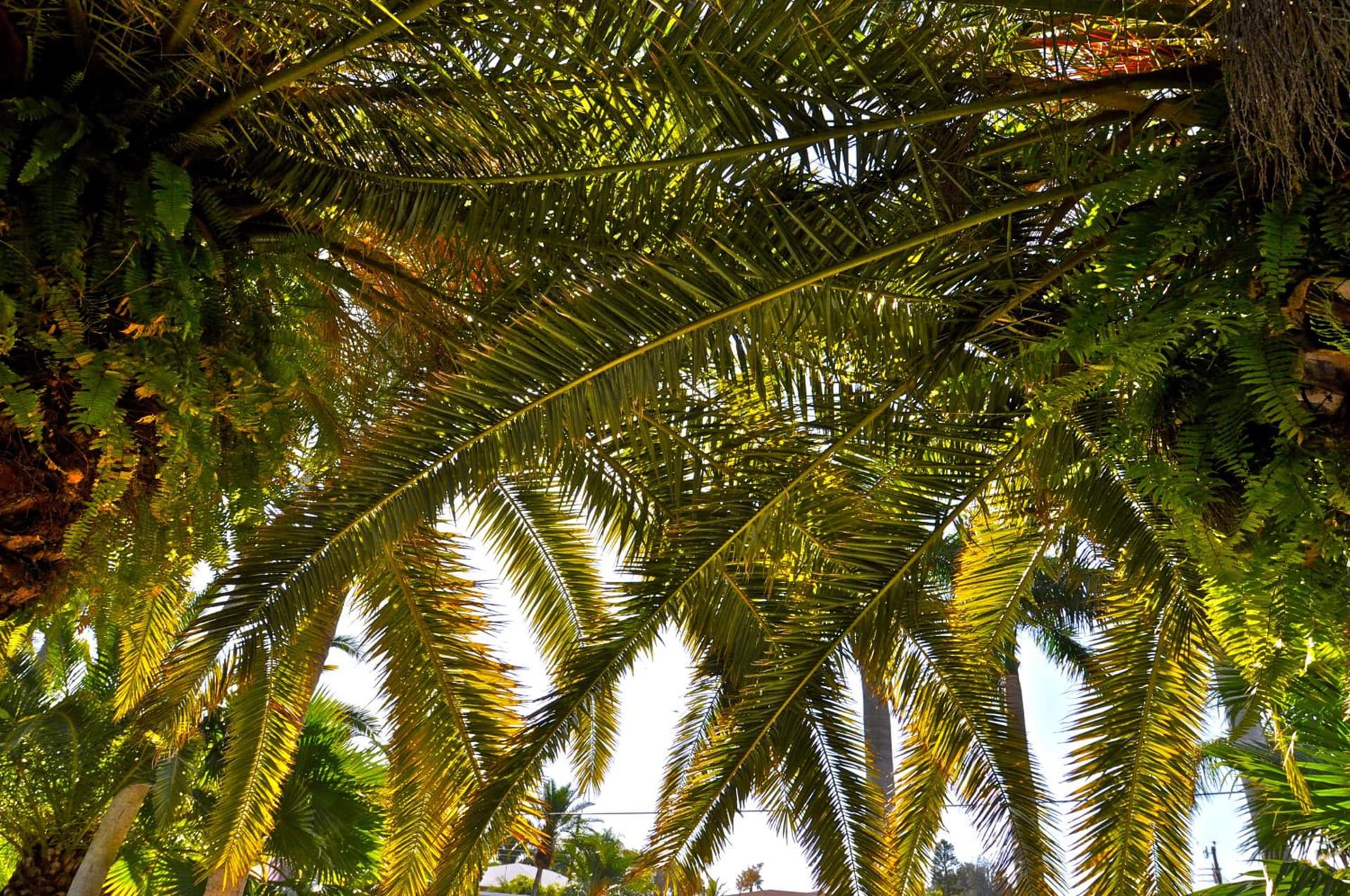 Twin Palms at Siesta gallery photo in Siesta Key, FL — image 26