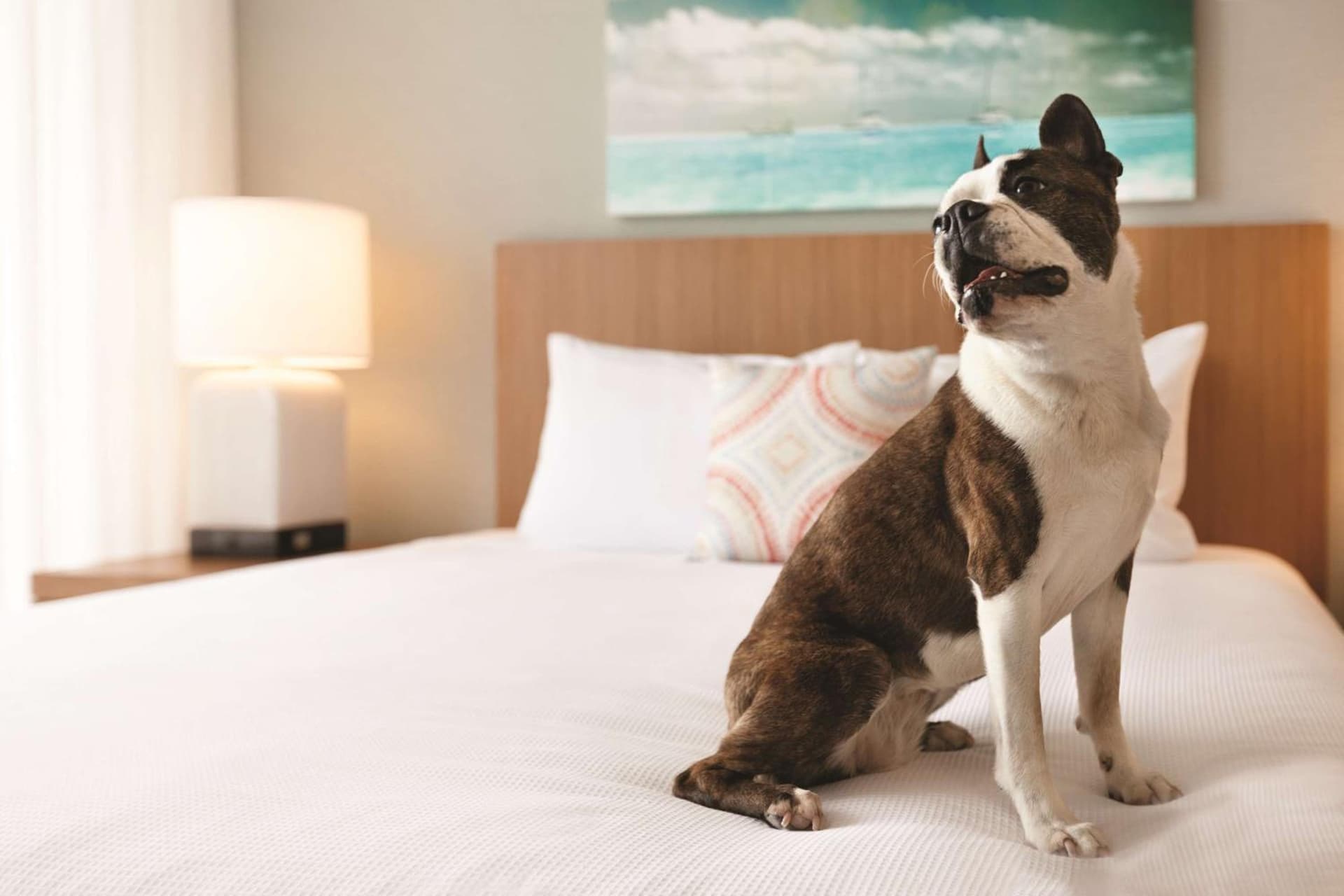 Hyatt House Virginia Beach / Oceanfront gallery photo in Virginia Beach, VA — image 37