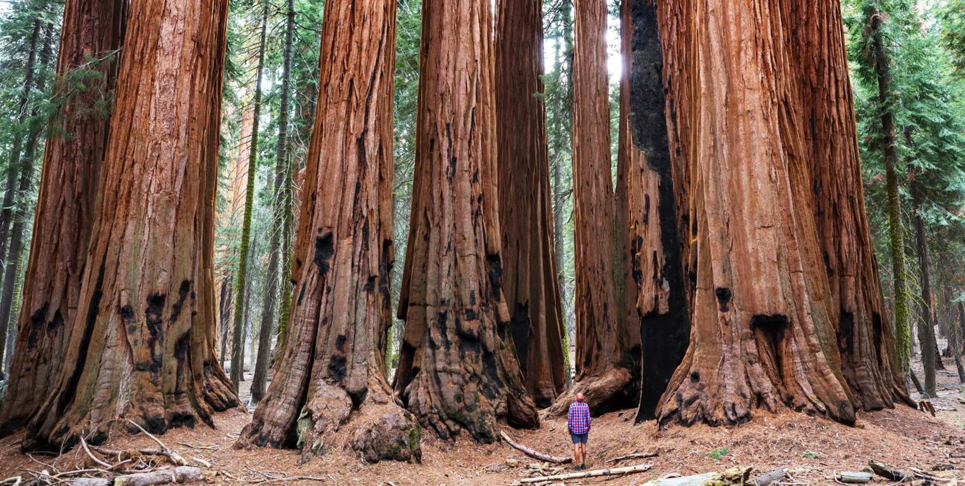 AutoCamp Sequoia gallery photo in Three Rivers, CA — image 10