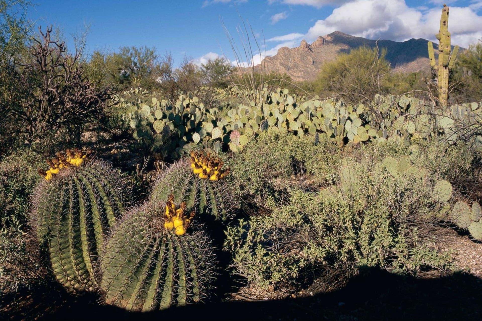 Westward Look Wyndham Grand Resort & Spa gallery photo in Tucson, AZ — image 31