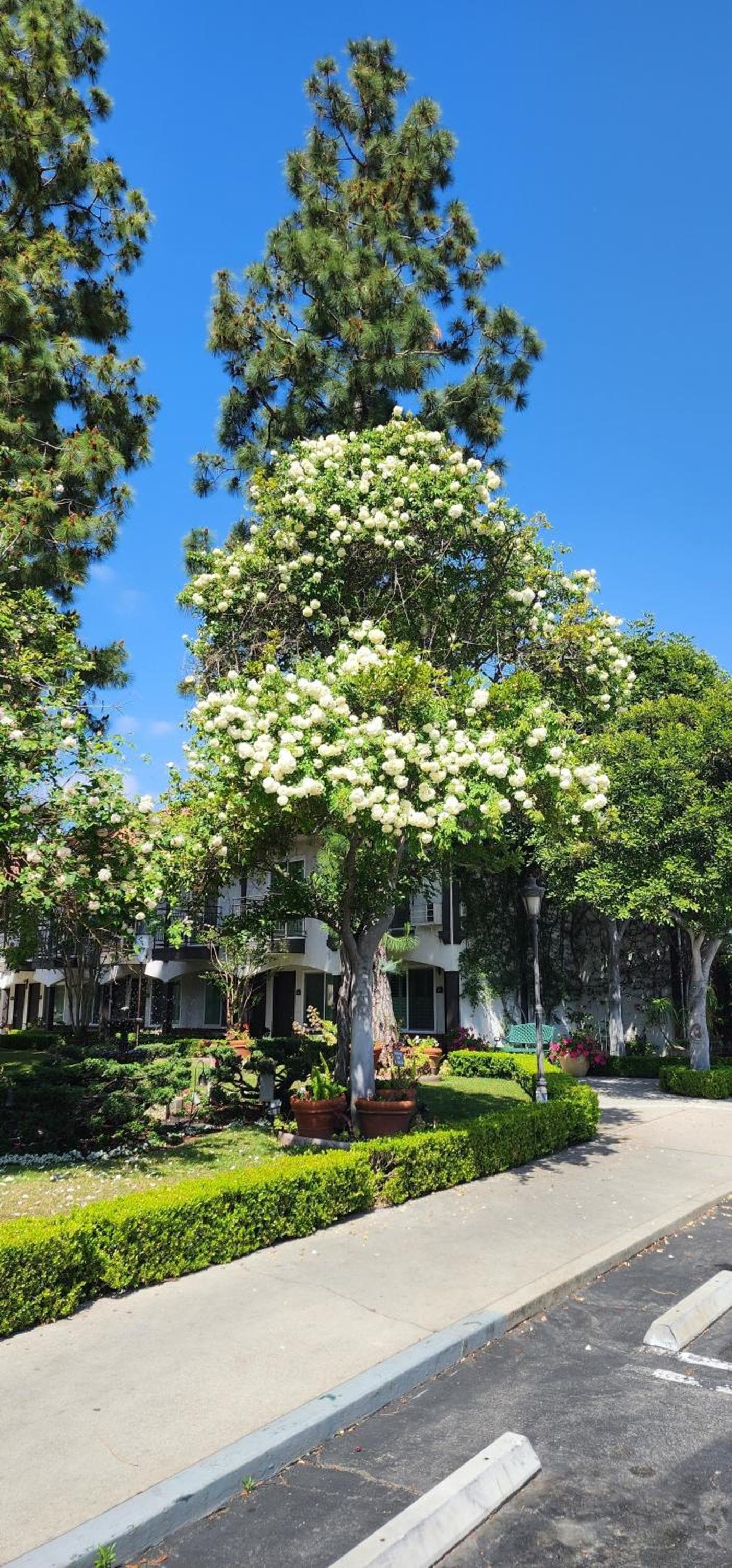 Laguna Hills Lodge-Irvine Spectrum gallery photo in Laguna Hills, CA — image 4