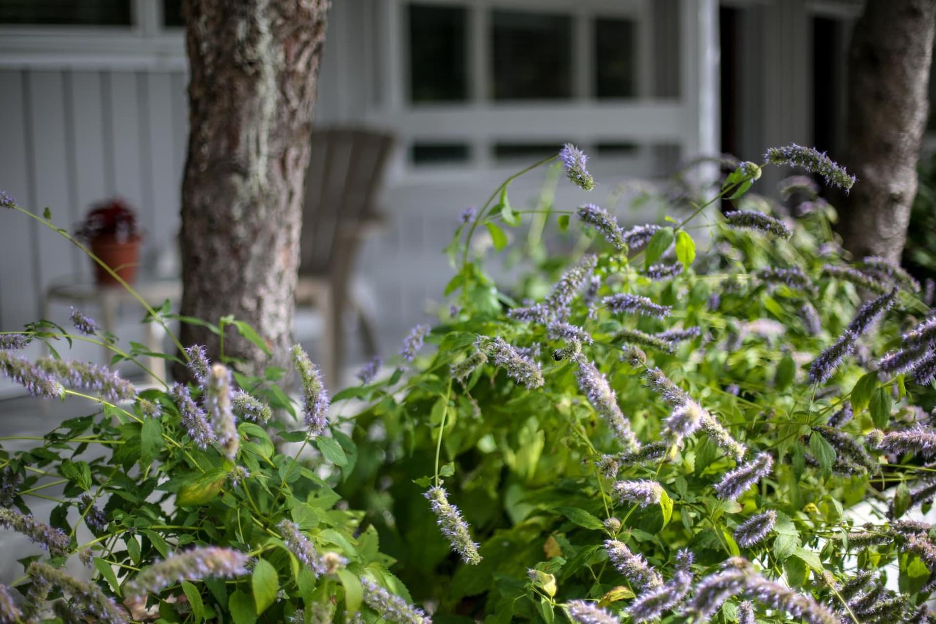 Hamlet Inn - Walk to PALM TREE FESTIVAL gallery photo in Southampton, NY — image 27
