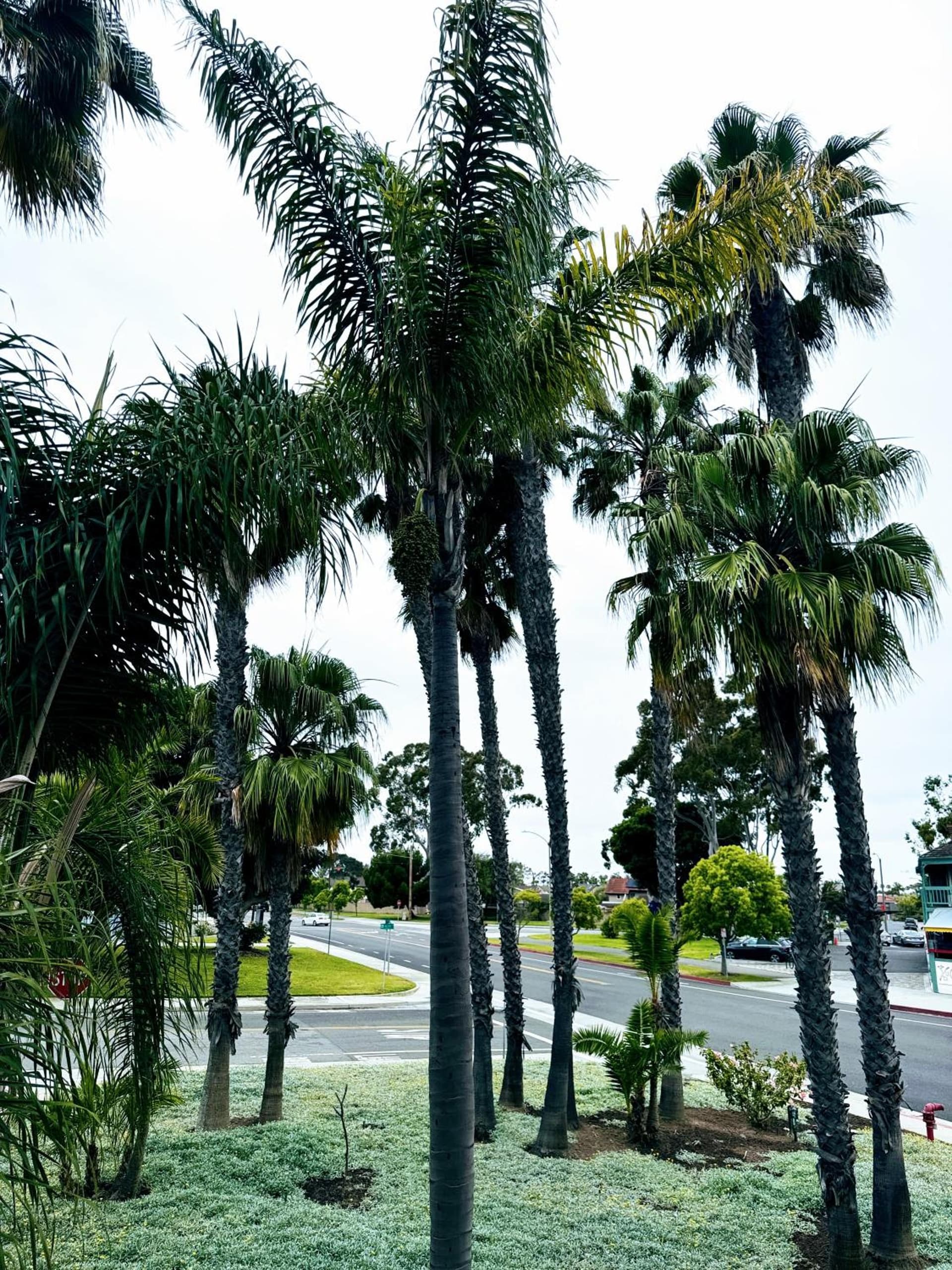 The Pacific Inn gallery photo in Seal Beach, CA — image 67
