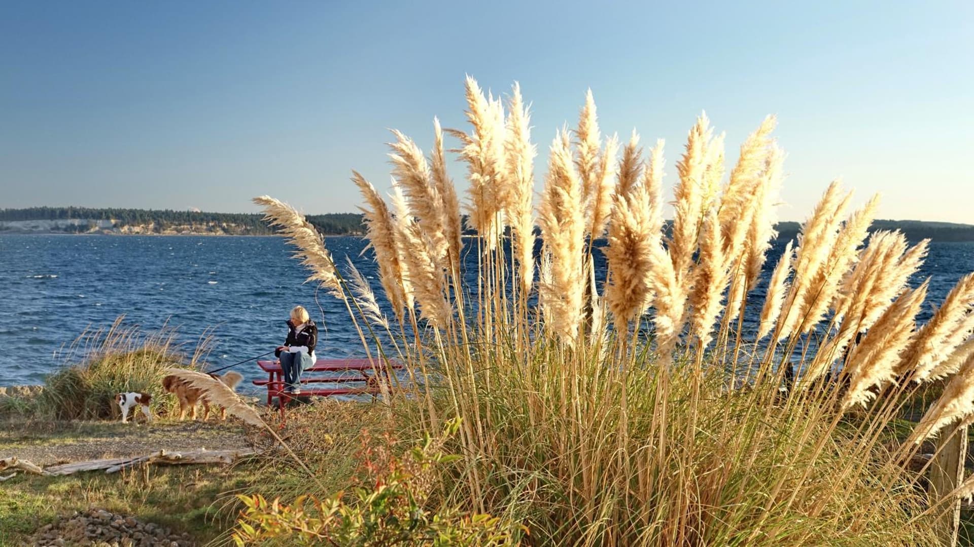 Tides Inn & Suites gallery photo in Port Townsend, WA — image 5