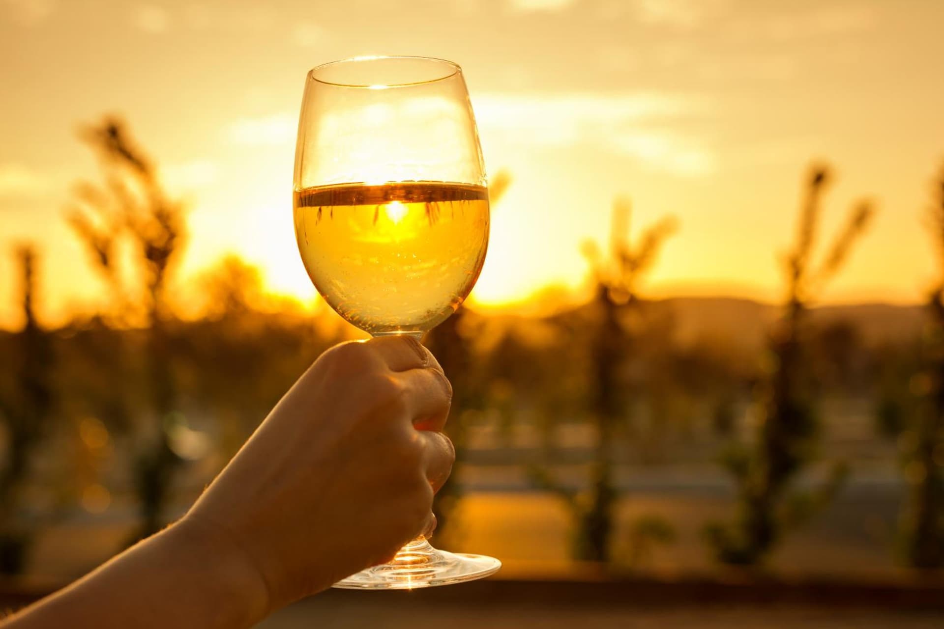 Allegretto Vineyard Resort Paso Robles gallery photo in Paso Robles, CA — image 54
