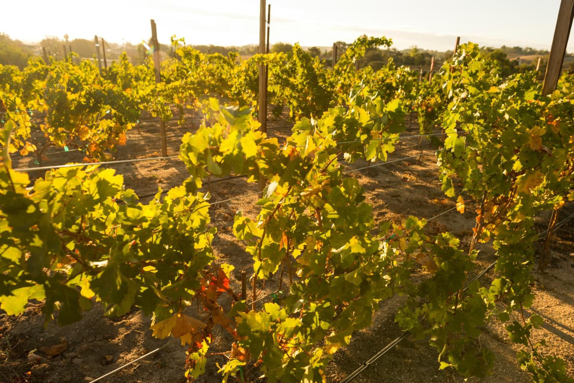 Allegretto Vineyard Resort Paso Robles gallery photo in Paso Robles, CA — image 52