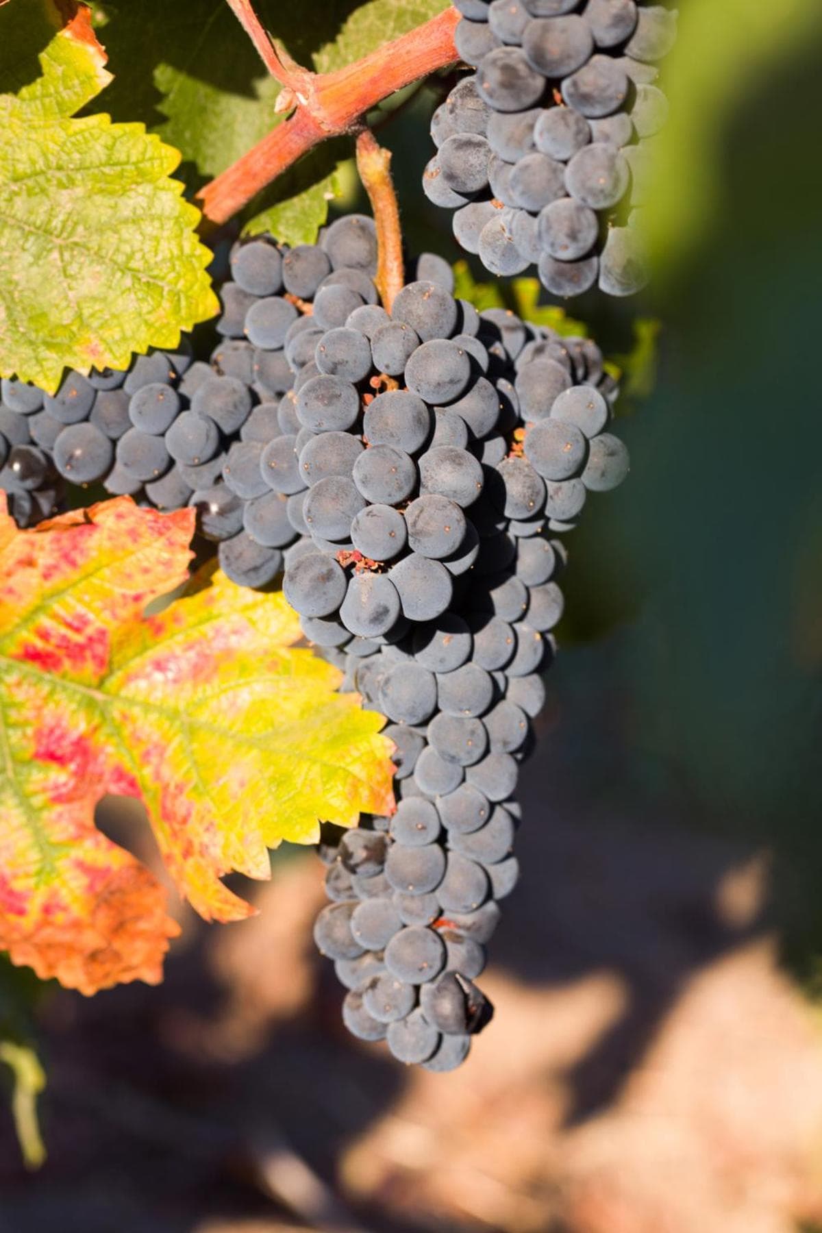 Allegretto Vineyard Resort Paso Robles gallery photo in Paso Robles, CA — image 40