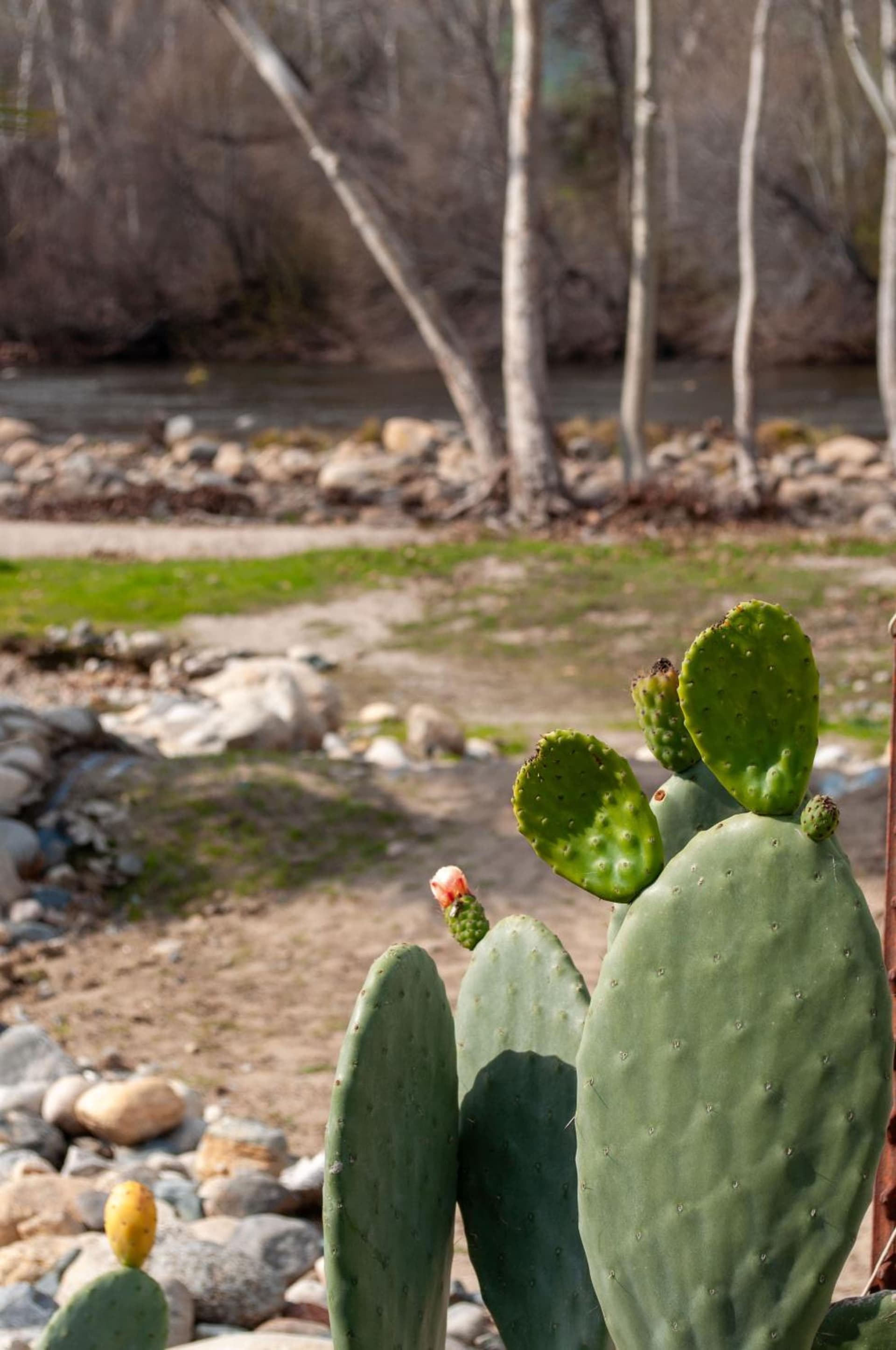 Sequoia River Front Cabins gallery photo in Three Rivers, CA — image 53