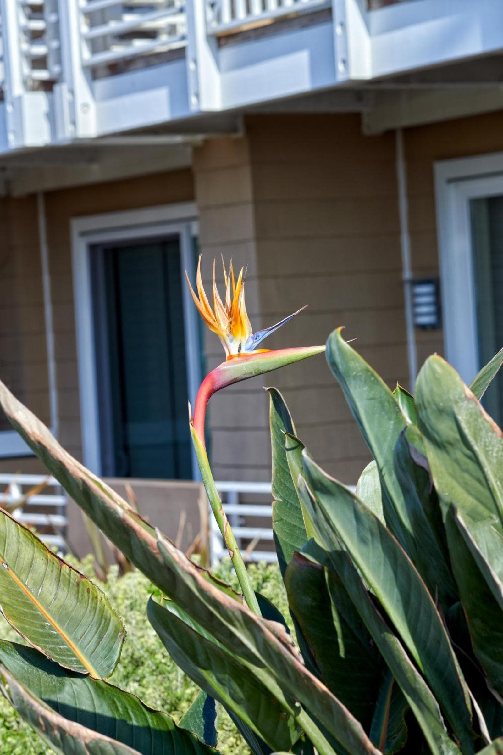 Beach House Hotel at Hermosa Beach gallery photo in Hermosa Beach, CA — image 5