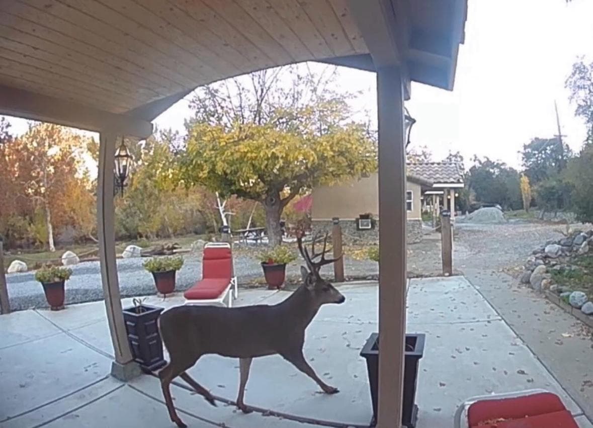 Sequoia River Front Cabins gallery photo in Three Rivers, CA — image 132
