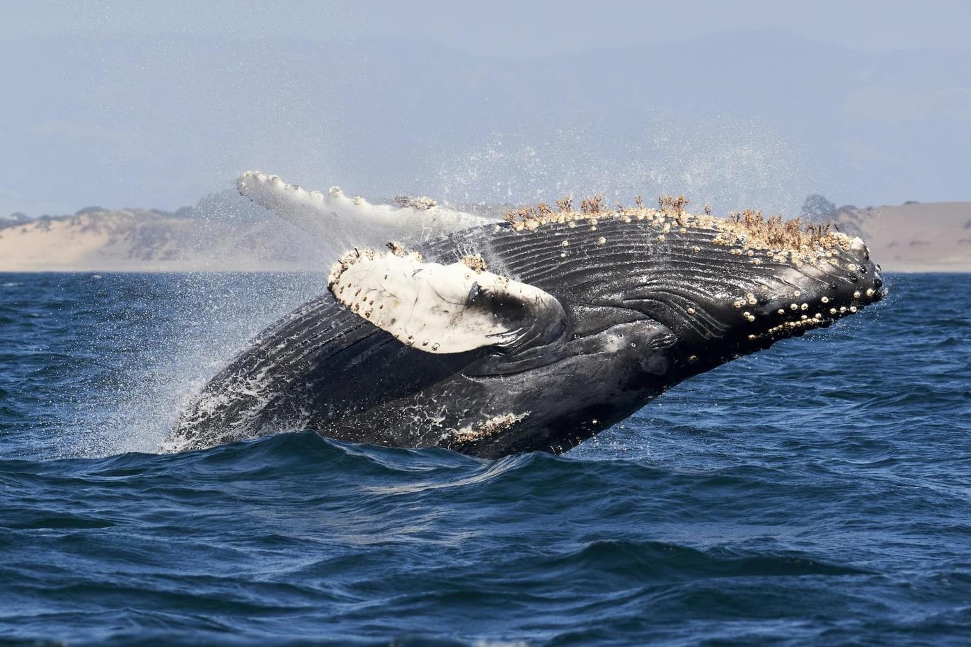 Holiday Inn Express at Monterey Bay by IHG gallery photo in Seaside, CA — image 15