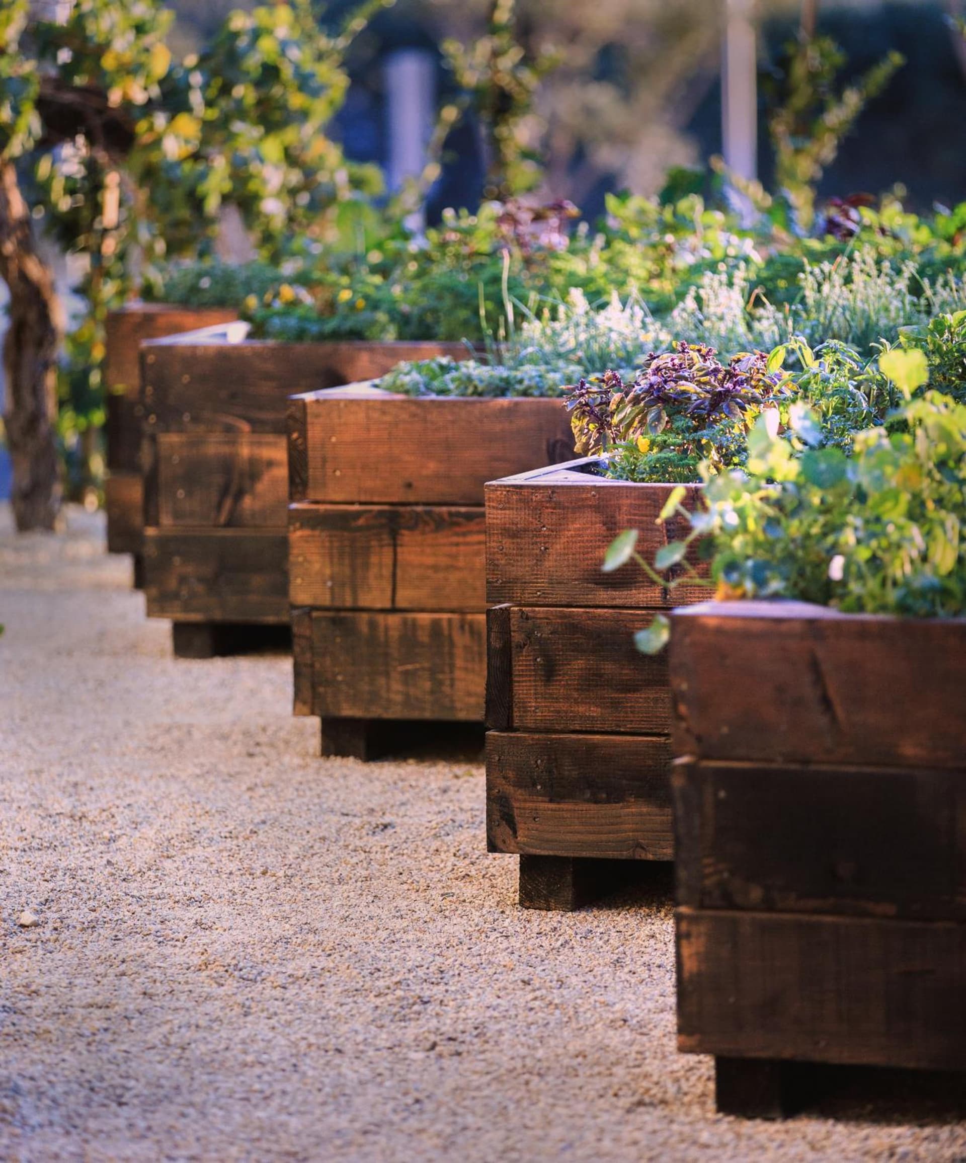 Allegretto Vineyard Resort Paso Robles gallery photo in Paso Robles, CA — image 23