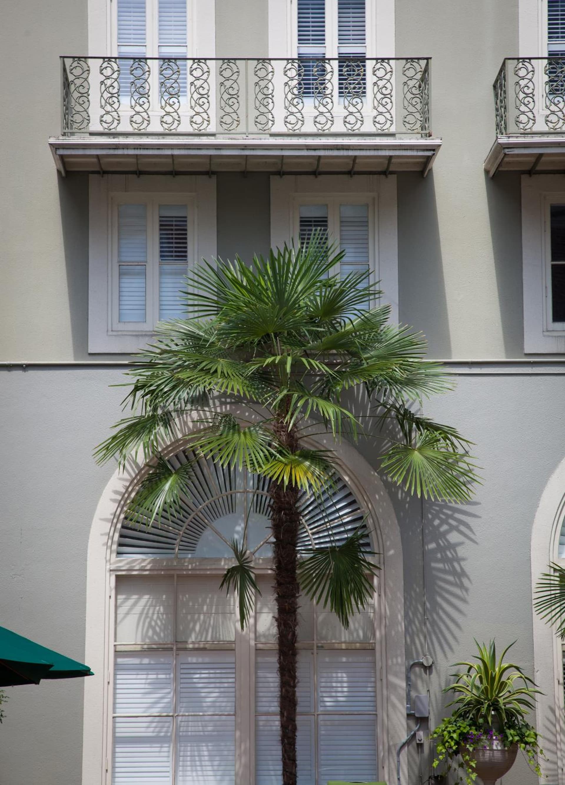 Bourbon Orleans Hotel gallery photo in New Orleans, LA — image 11