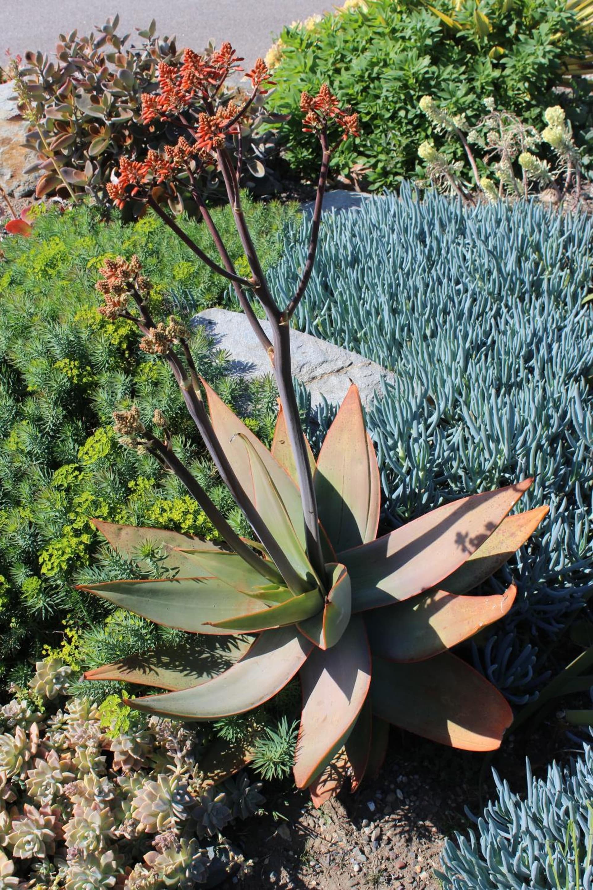 Cambria Shores Inn gallery photo in Cambria, CA — image 32