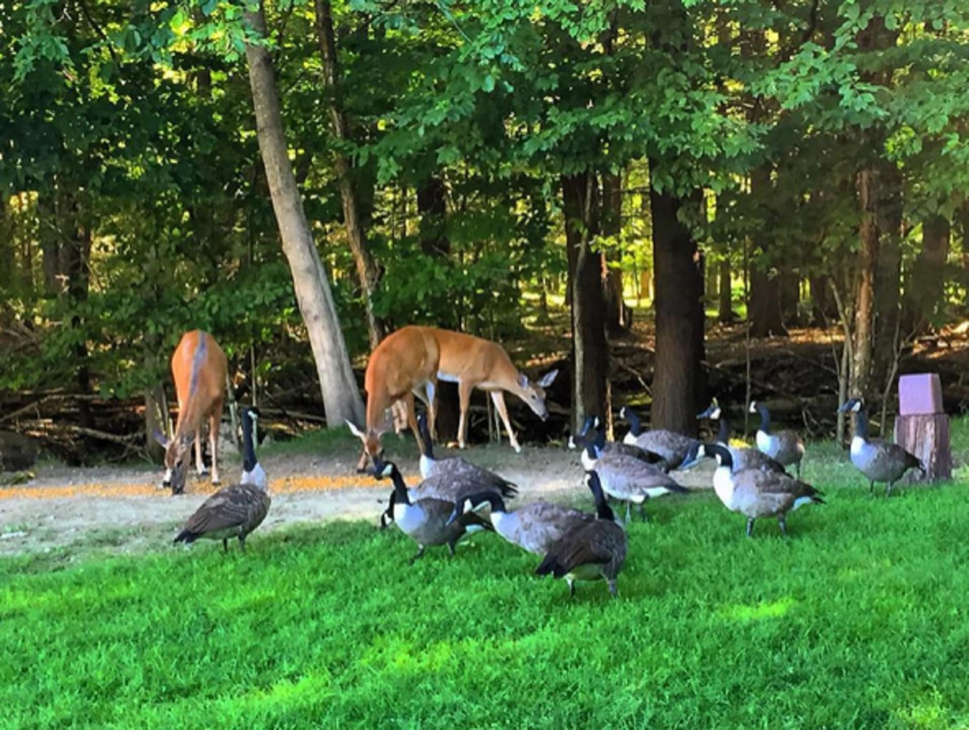 Cove Haven Resort gallery photo in Lakeville — image 32