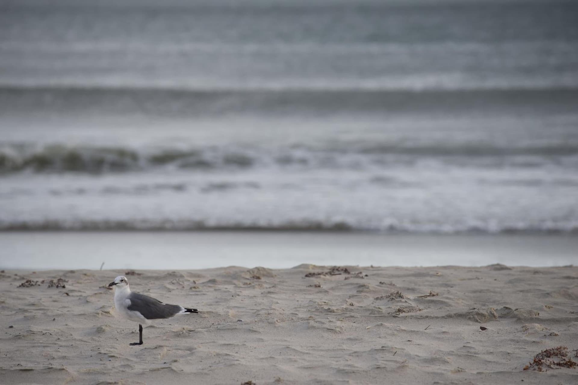Atlantic Beach Resort, a Ramada by Wyndham gallery photo in Atlantic Beach, NC — image 101