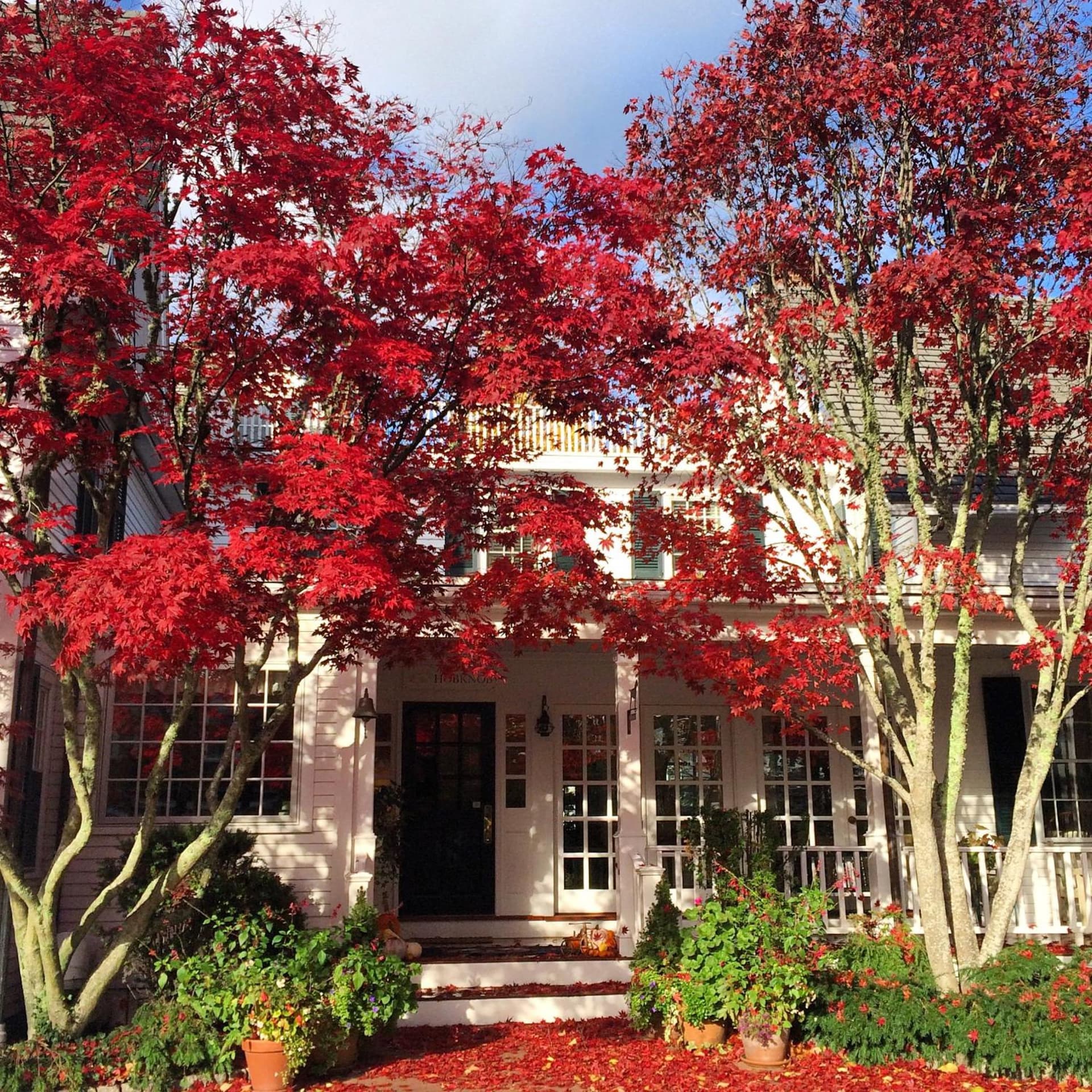 Hob Knob gallery photo in Edgartown — image 37