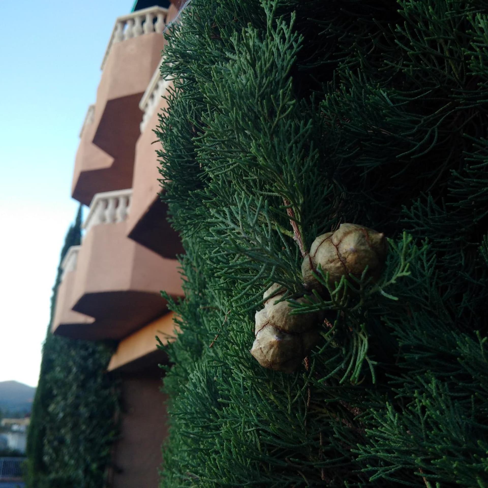 Forest Villas Hotel gallery photo in Prescott, AZ — image 116