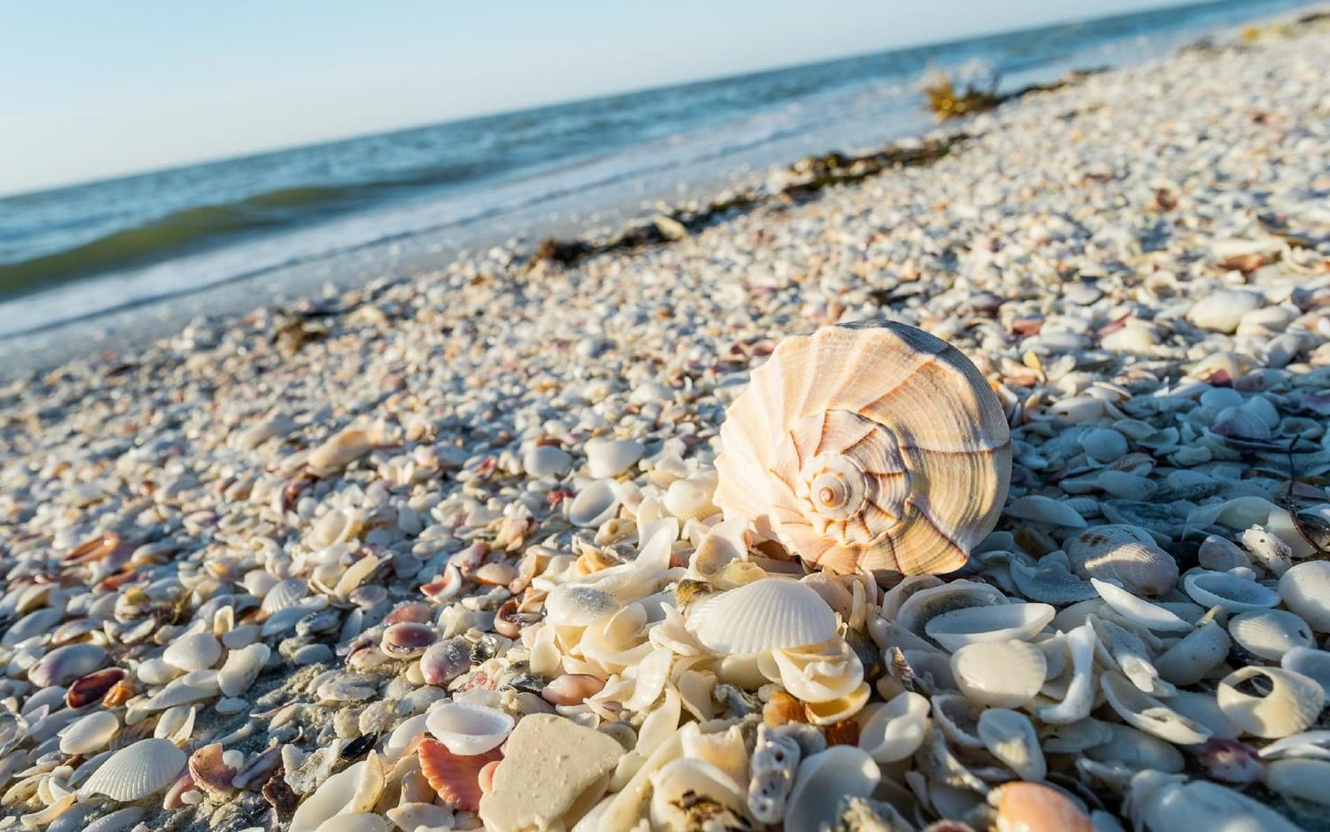 Sanibel Island Beach Resort gallery photo in Sanibel, FL — image 19