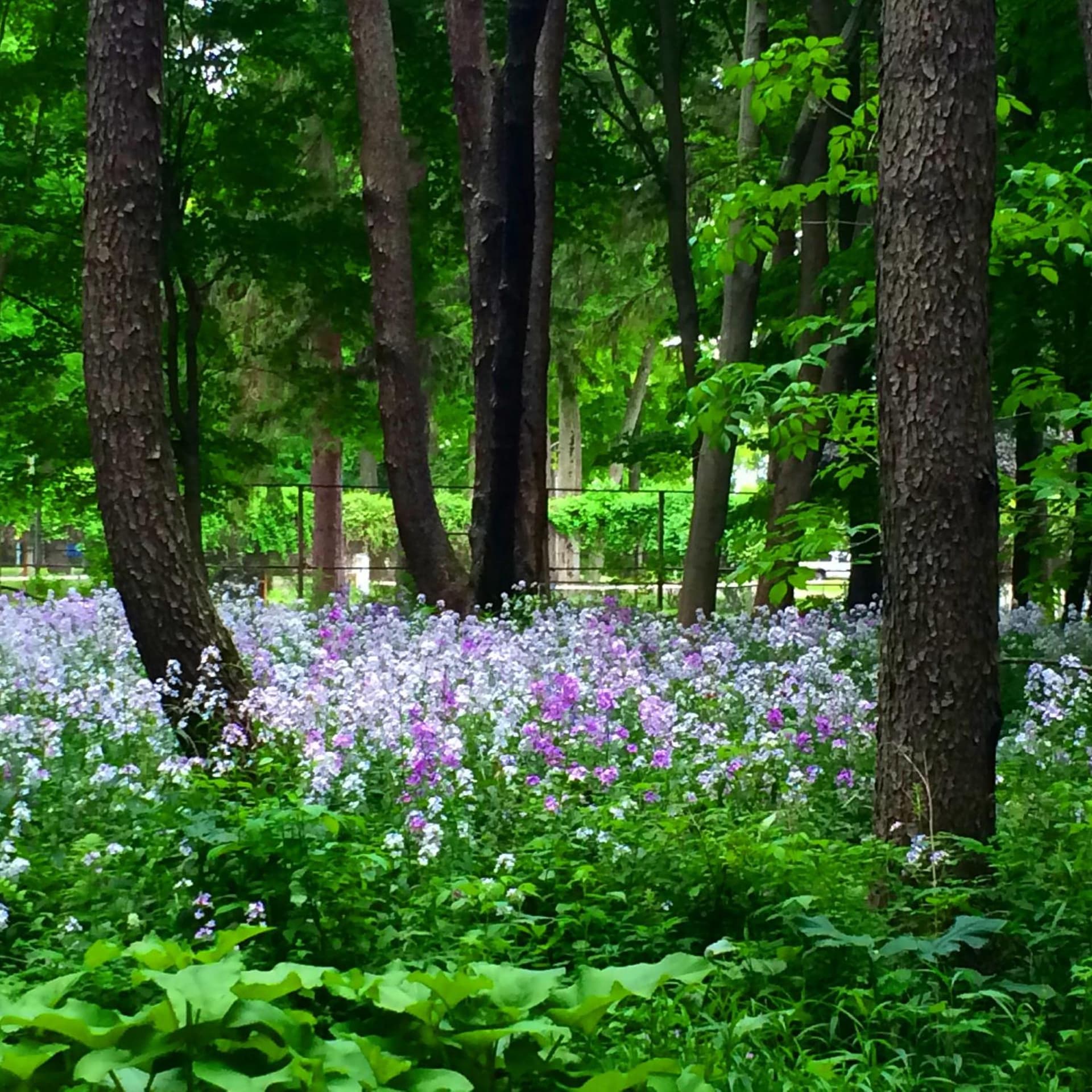 Michillinda Lodge Resort gallery photo in Whitehall, MI — image 44