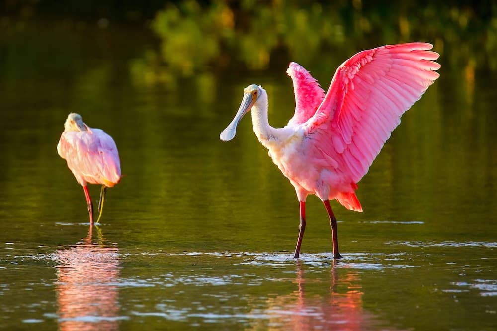 Sundial Beach Resort & Spa gallery photo in Sanibel, FL — image 37