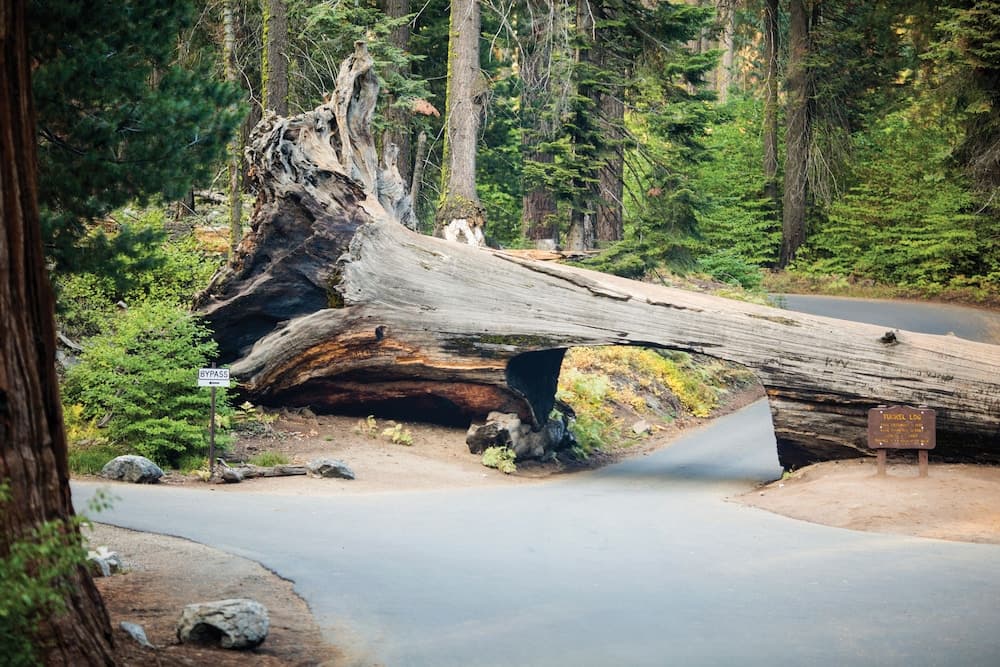 Wuksachi Lodge gallery photo in Sequoia National Park, CA — image 41