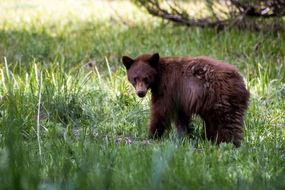 Wuksachi Lodge gallery photo in Sequoia National Park, CA — image 40