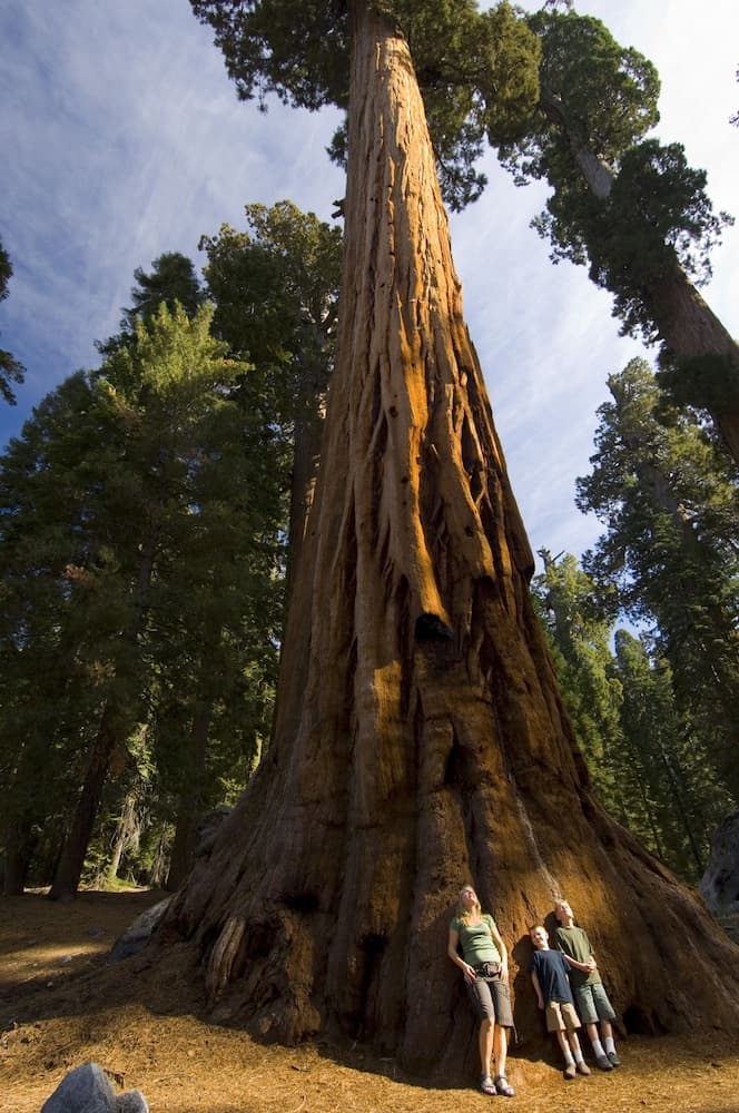 Wuksachi Lodge gallery photo in Sequoia National Park, CA — image 26