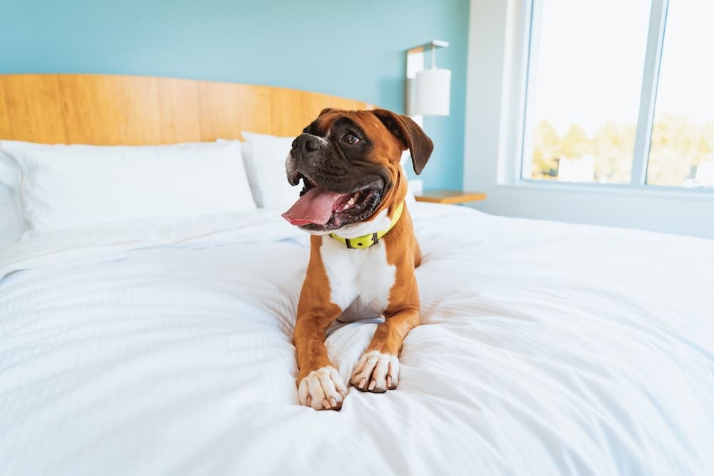 Staybridge Suites Coeur D'Alene by IHG gallery photo in Coeur d'Alene, ID — image 41