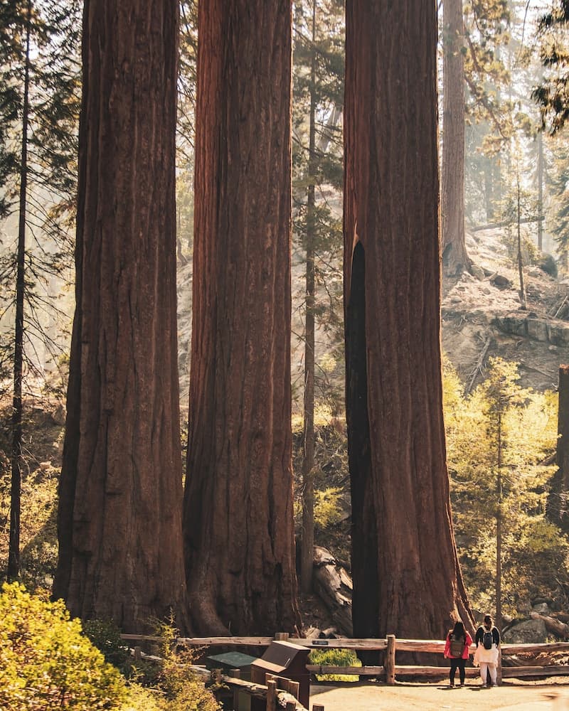 John Muir Lodge gallery photo in Hume, CA — image 26