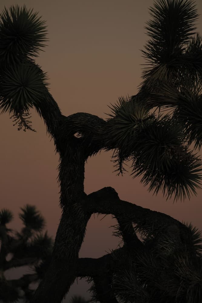 RESET Hotel Joshua Tree property views in Twentynine Palms, CA — gallery photo 3