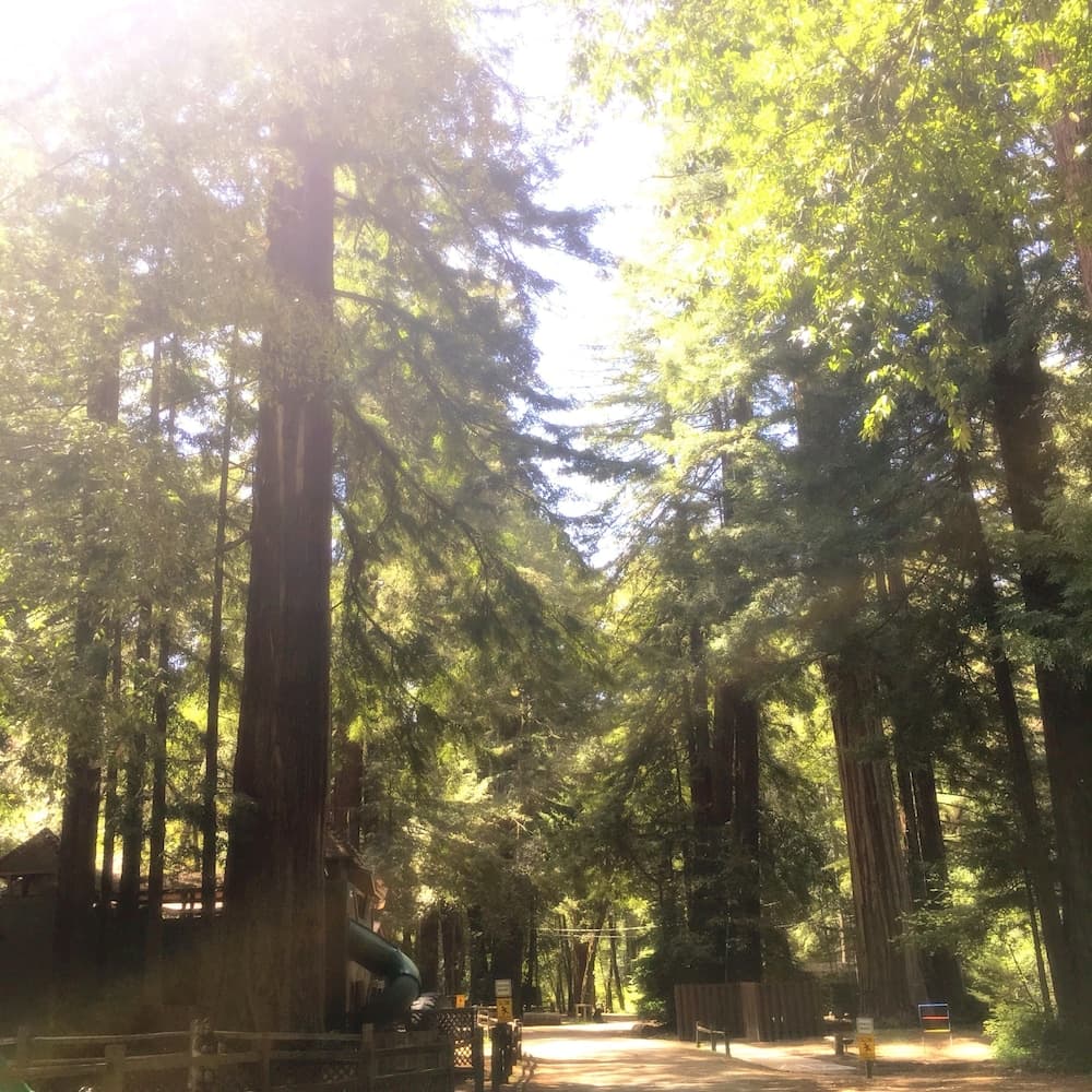 Redwoods River Resort interior in Piercy, CA — gallery photo 2