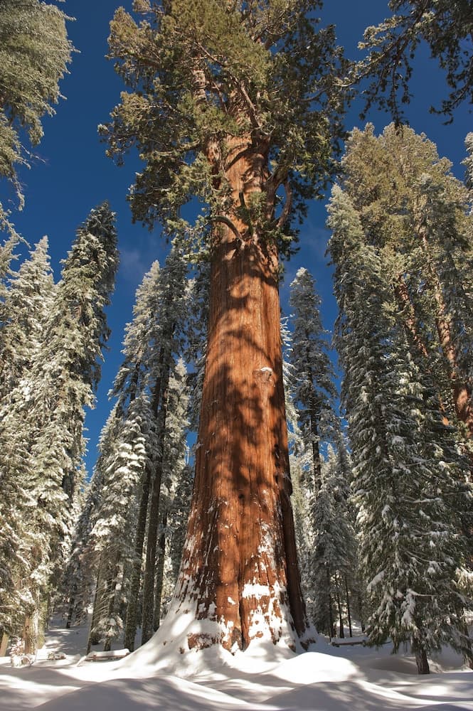 Wuksachi Lodge gallery photo in Sequoia National Park, CA — image 11