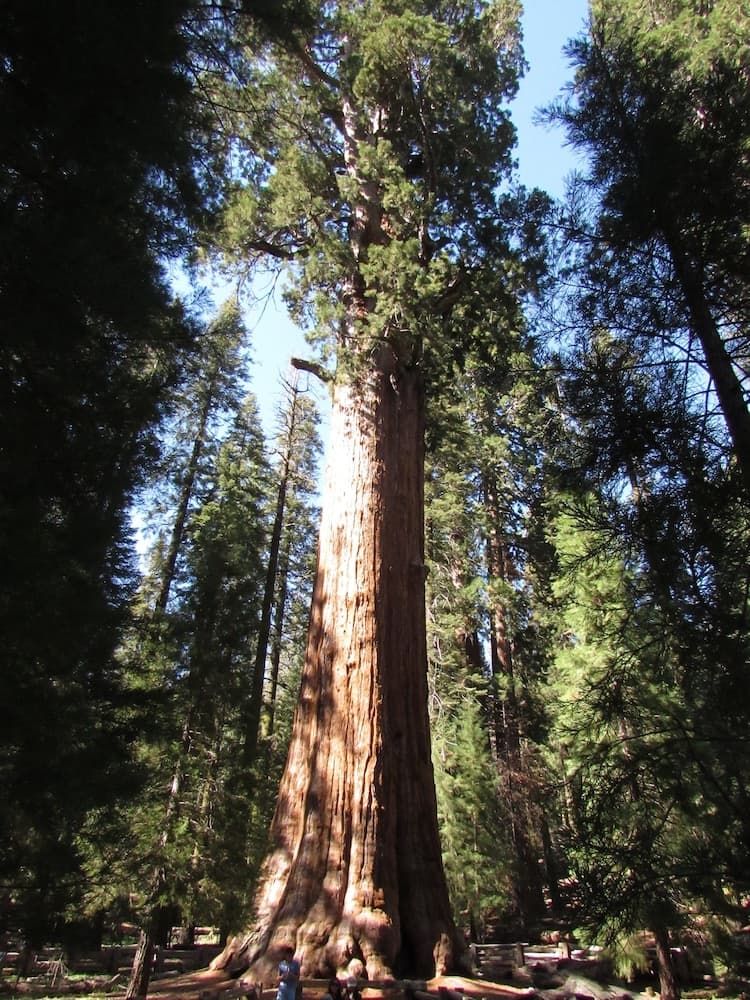 Wuksachi Lodge gallery photo in Sequoia National Park, CA — image 15